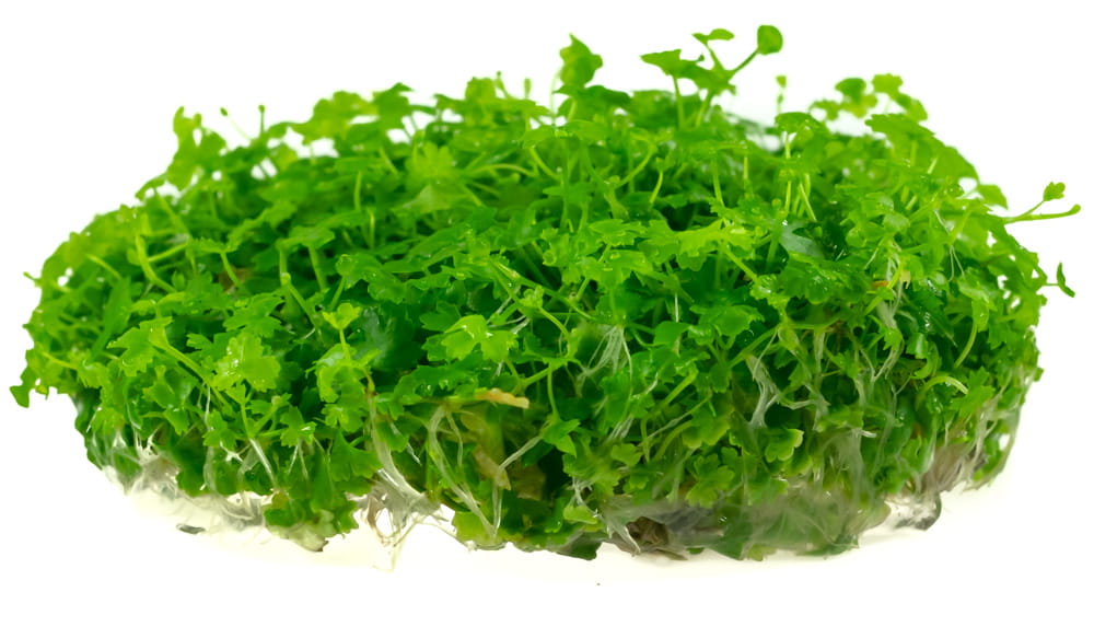 Hydrocotyle JAPAN Tripartita in vitro kubek 10 cm